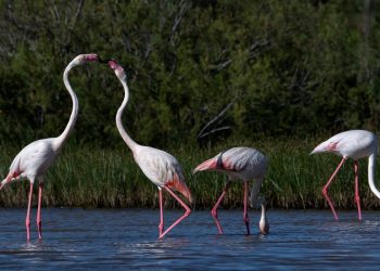 flamingos