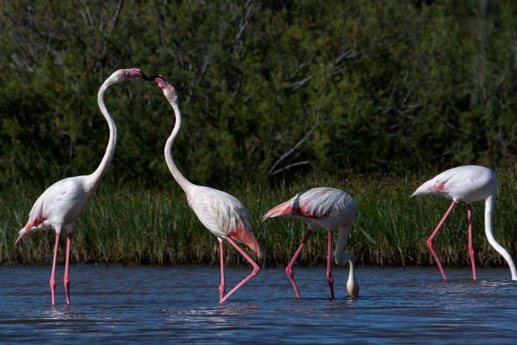 flamingos