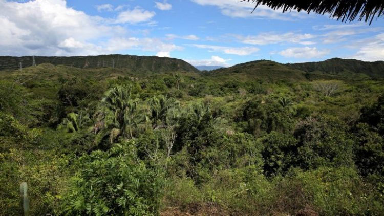 floresta