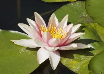 nenúfar