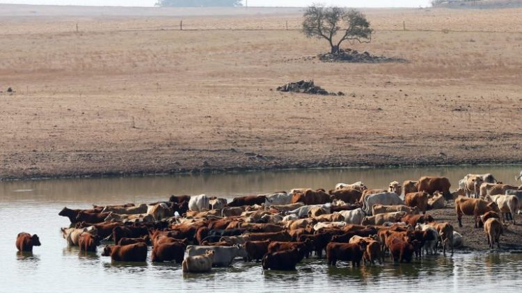 vacas seca