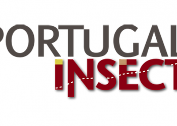 Portugal Insect