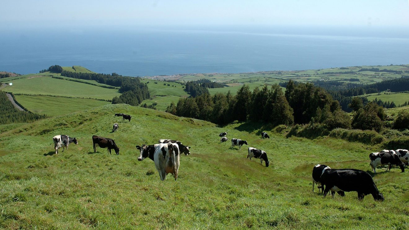 O Eduardo convida-nos a conhecer as suas ＂vacas felizes＂