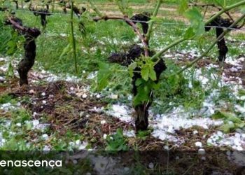 granizo vinha