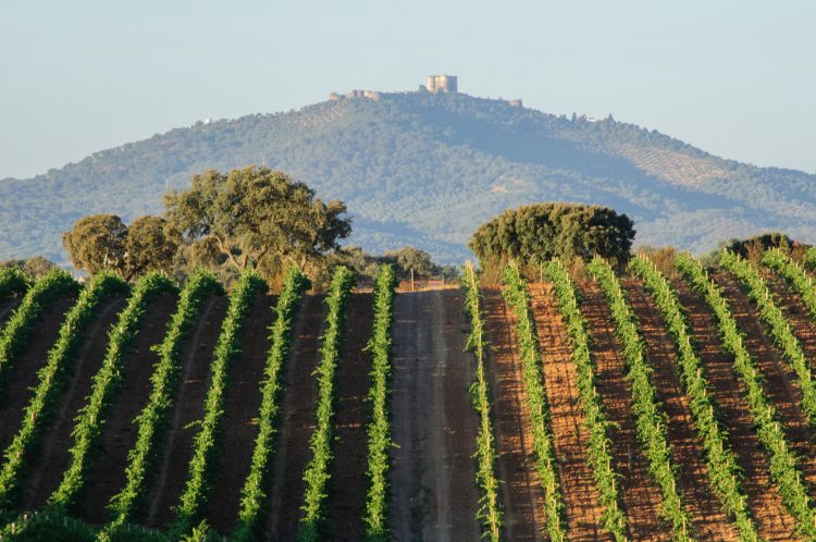 vinha alentejo