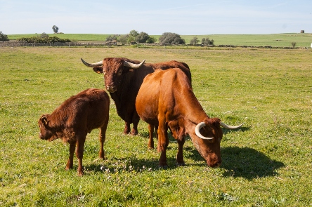 vacas a pastar