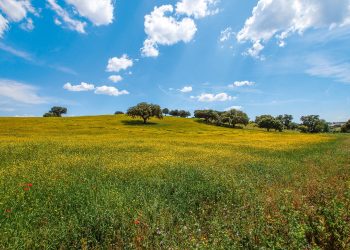 alentejo flora