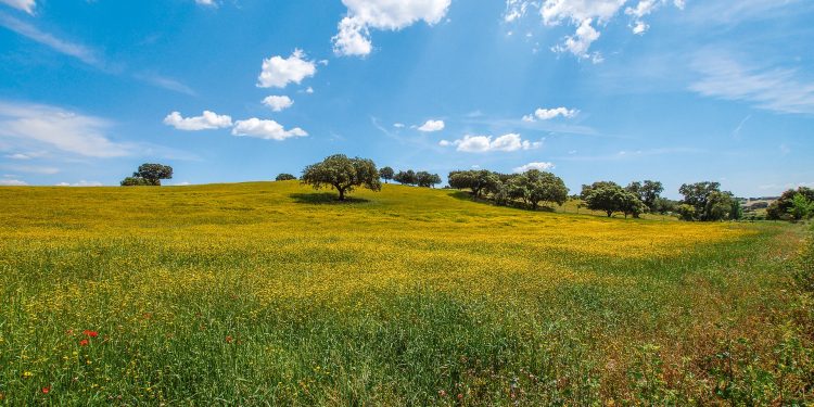 alentejo flora