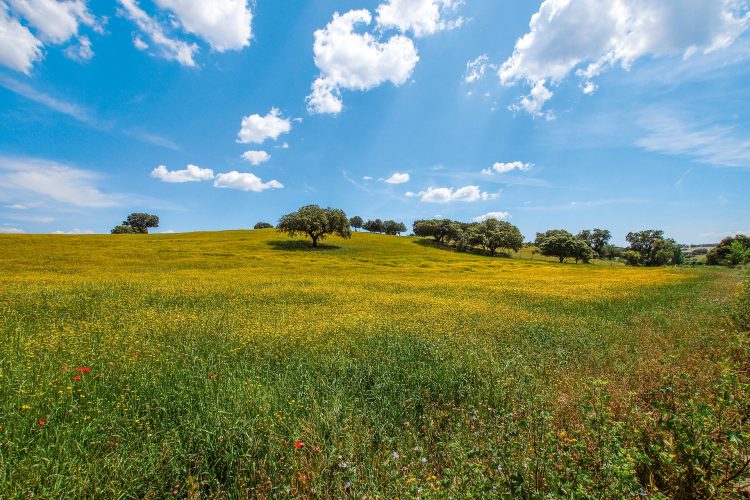 alentejo flora