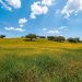 alentejo flora