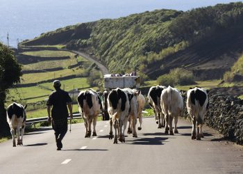 vacas açores