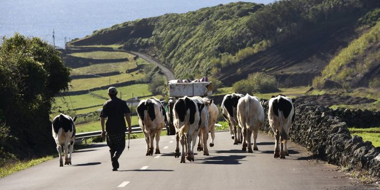 vacas açores