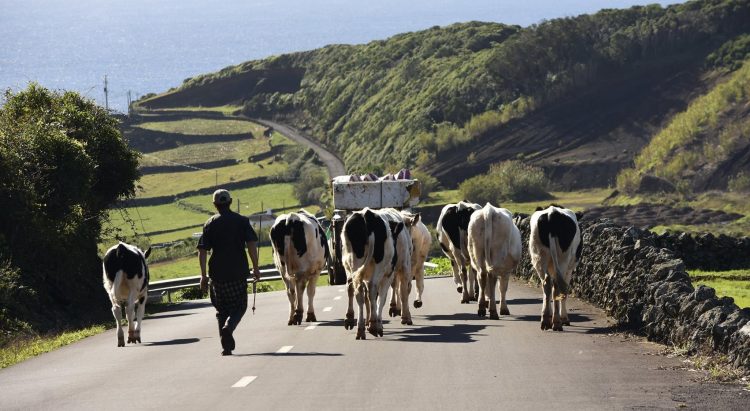 vacas açores