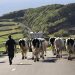 vacas açores