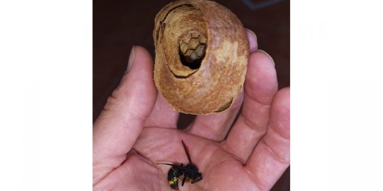 vespa asiática ninho