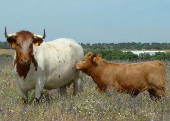 raça bovinos mertolenga