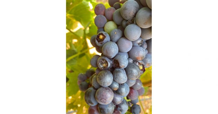 uvas comidas por pássaros
