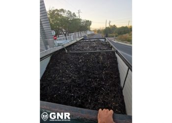 apreensão alfarroba gnr faro