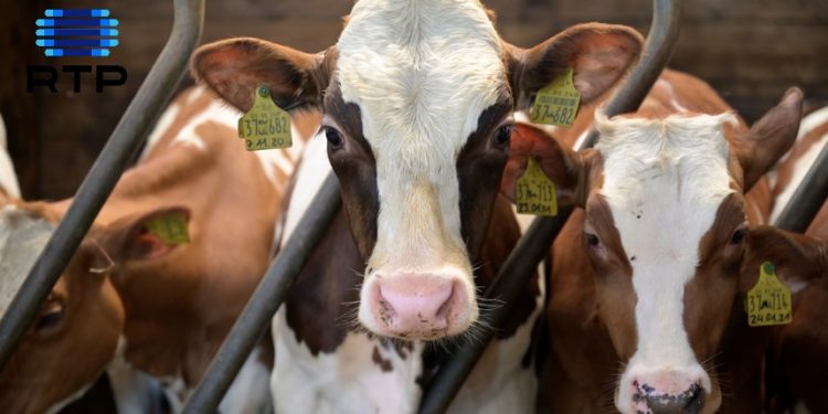 emissão metano bovinos