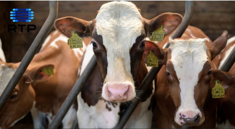 emissão metano bovinos