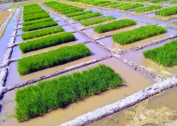 arroz consorcio bacterias