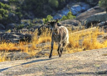 cabra serra da estrela