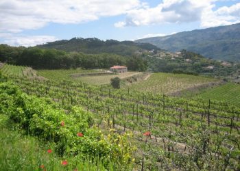 vinho verde