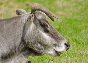 zebu - vaca brasileira