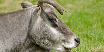 zebu - vaca brasileira