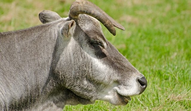 zebu - vaca brasileira