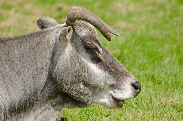 zebu - vaca brasileira