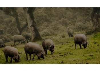 Porco preto