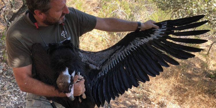 abutre preto