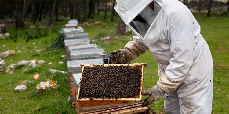 apicultores rtp madeira