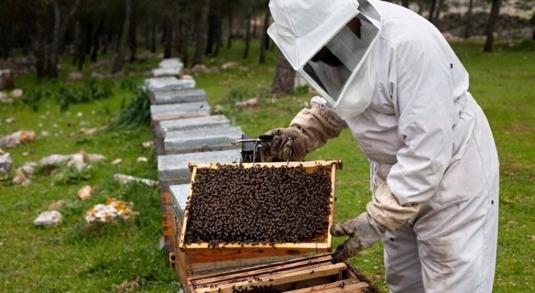 apicultores rtp madeira