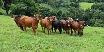 gado brasil