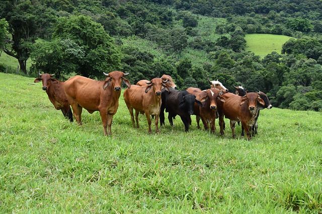 gado brasil