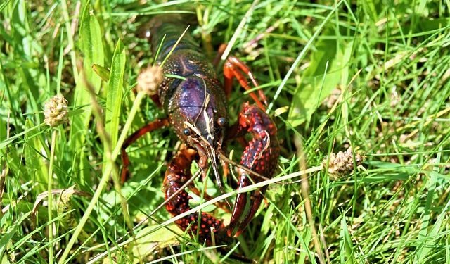 lagostim-vermelho-da-luisiana