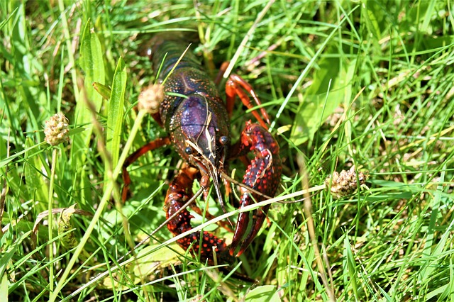 lagostim-vermelho-da-luisiana