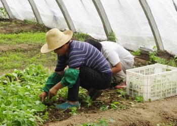 trabalhadores de estufa