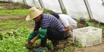 trabalhadores de estufa