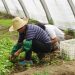 trabalhadores de estufa