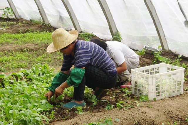 trabalhadores de estufa