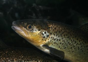 aquicultura peixe