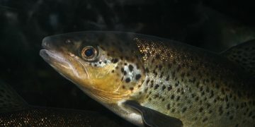 aquicultura peixe