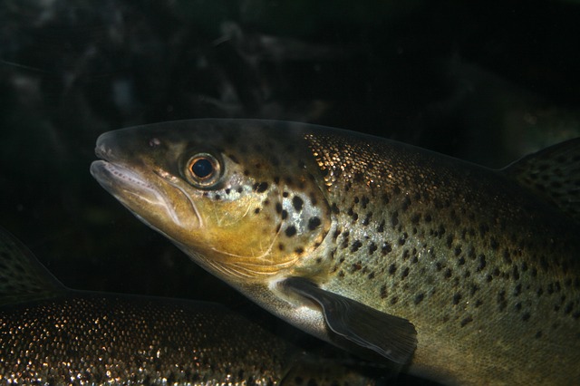 aquicultura peixe