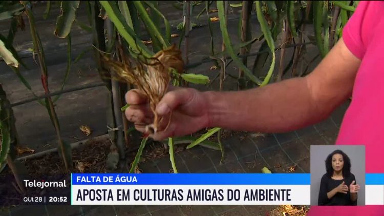 algarve culturas