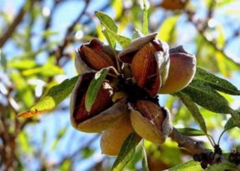 amendoas alentejo