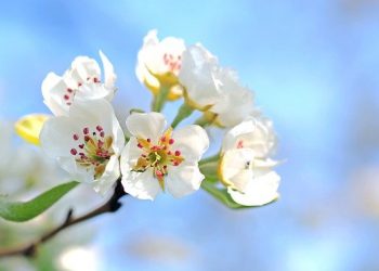 flores macieira