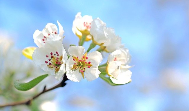 flores macieira